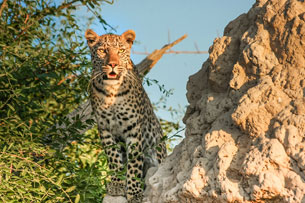 Día Internacional del Leopardo Árabe