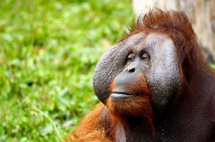 Día Mundial del Orangután