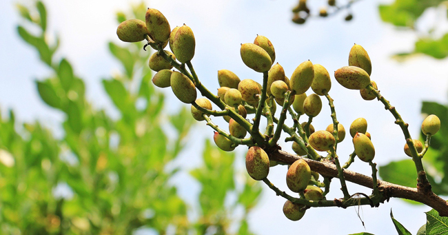 El árbol del pistacho recibe el nombre de alfónsigo o pistachero