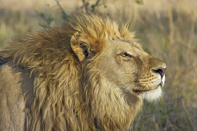El león es uno de los animales más representativos de África