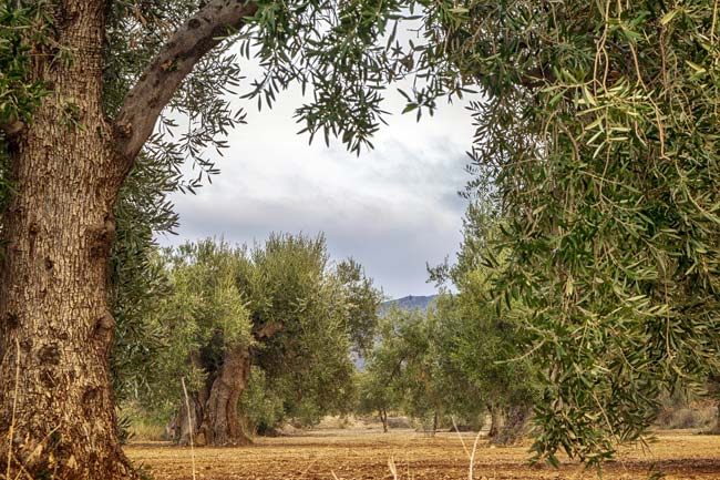 En Andalucía hay grandes extensiones dedicadas al cultivo de olivos