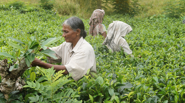 Cosecha de té en Skri Lanka