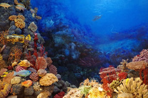 Año Internacional de los Arrecifes de Coral