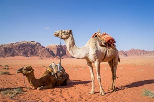 Año Internacional de los Camélidos Año Internacional de los Camélidos