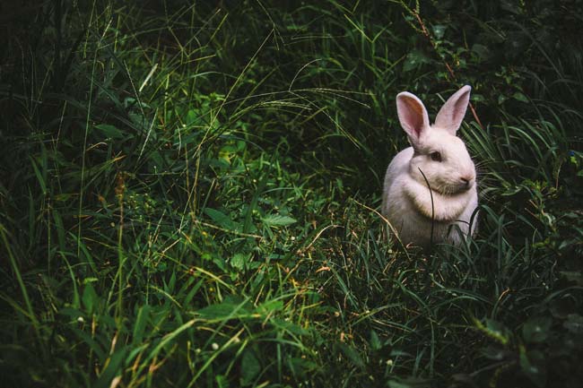 2023 es el Año del Conejo 2023 es el Año del Conejo