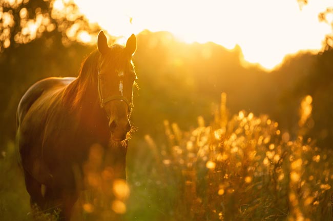 Caballo