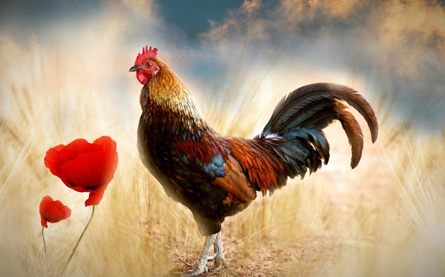 Gallo Gallo