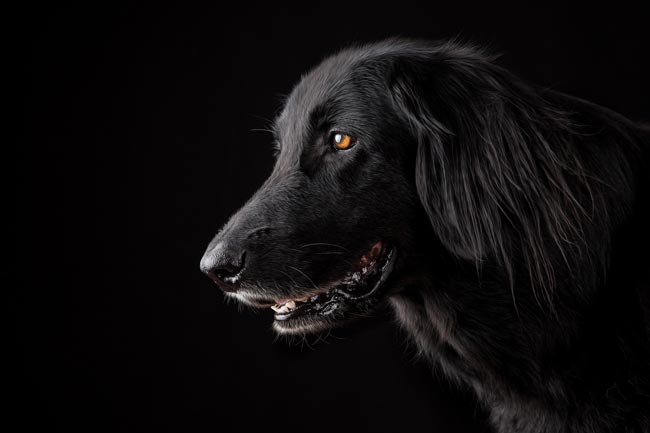 Perro Perro