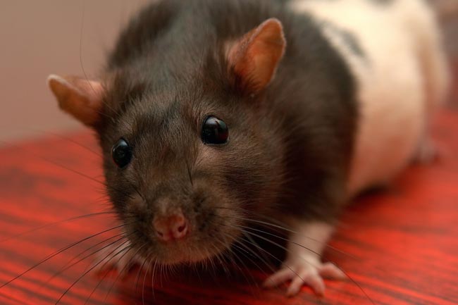 Rata Rata