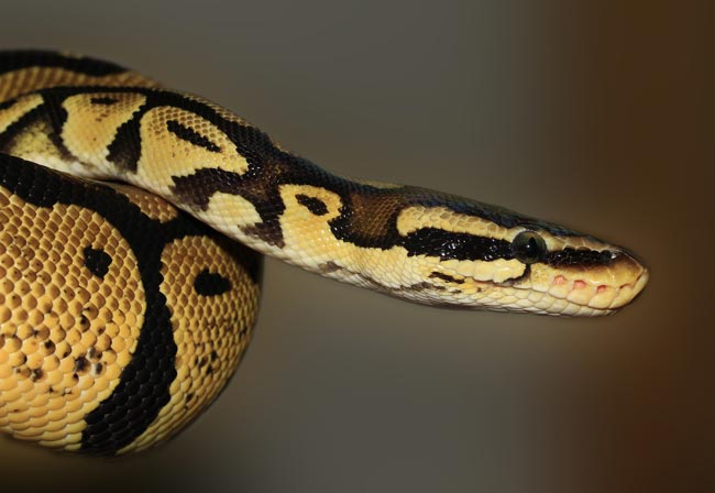 Serpiente Serpiente
