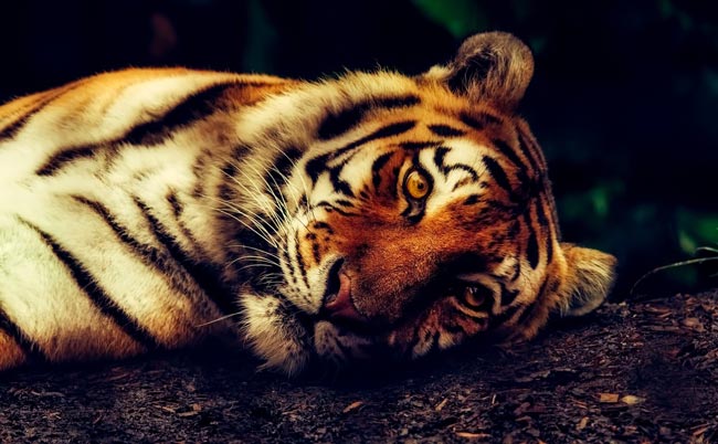 Tigre Tigre