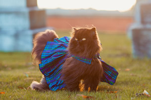 Día Mundial de Vestir a tu Mascota Día Mundial de Vestir a tu Mascota
