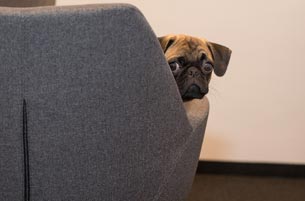 Día Mundial de llevar al Perro al Trabajo