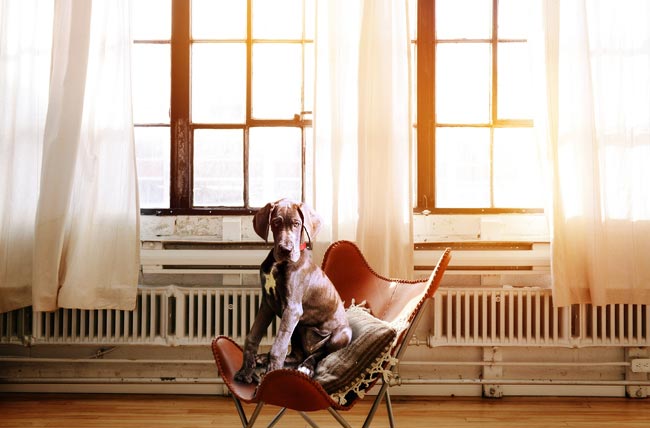 Día Mundial de llevar al Perro al Trabajo