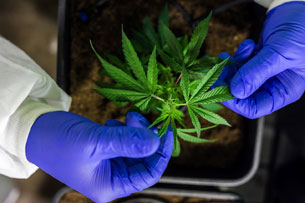 Día Internacional de Lucha por la Liberación de la Marihuana Día Internacional de Lucha por la Liberación de la Marihuana