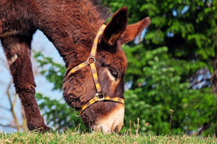 Día Mundial del Burro