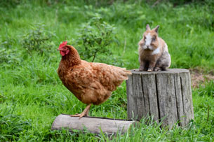 Día Mundial de los Animales de Granja