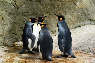 Día de Concienciación por los Pingüinos