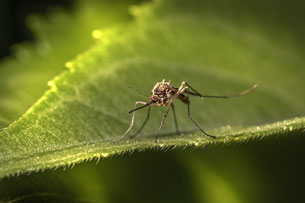 Día Mundial de la Enfermedades Tropicales Desatendidas (ETD)