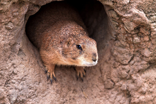 Día de la Marmota