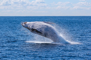 Día Mundial de las Ballenas