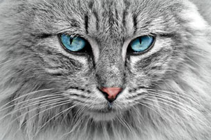 Día Internacional del Gato Día Internacional del Gato