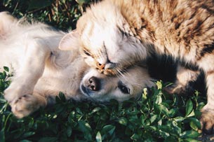 Día Mundial de la Esterilización Animal