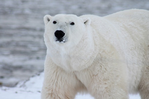 Día Internacional del Oso Polar