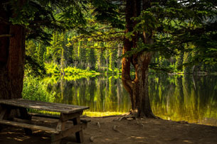 Día Internacional de los Bosques