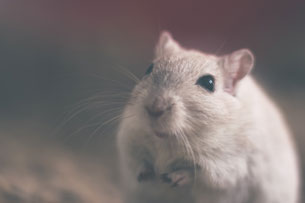 Día Internacional del Animal de Laboratorio