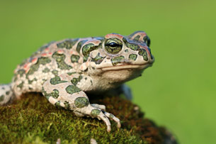 Día Internacional para la Conservación de los Anfibios