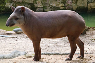 Día Mundial del Tapir Día Mundial del Tapir