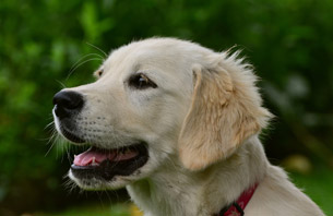 Día Internacional del Perro Guía