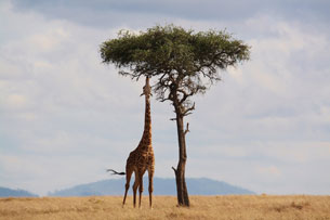 Día Mundial del Patrimonio Africano