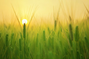 Día Internacional de la Sanidad Vegetal