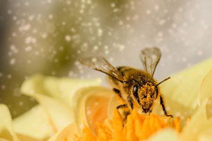 Día Mundial de las Abejas