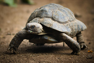 Día Mundial de la Tortuga Día Mundial de la Tortuga