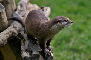 Día Mundial de la Nutria Día Mundial de la Nutria