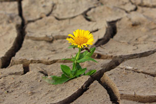 Día de Lucha contra la Desertificación y la Sequía