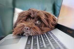 Día de Llevar el Perro al Trabajo Día de Llevar el Perro al Trabajo
