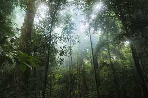 Día Internacional de los Bosques Tropicales