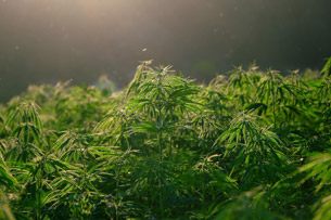 Día Internacional de la Lucha contra el Uso Indebido y el Tráfico Ilícito de Drogas Día Internacional de la Lucha contra el Uso Indebido y el Tráfico Ilícito de Drogas
