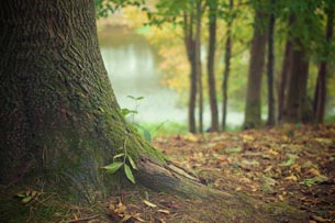 Día Mundial del Árbol