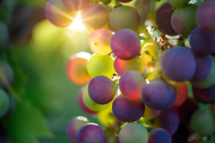 Día Internacional de la Fruta