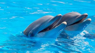 Día Mundial de los Delfines en Cautiverio