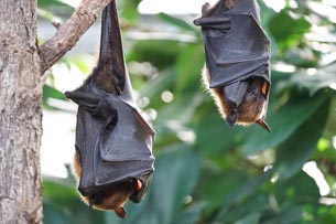 Día Mundial de la Zoonosis