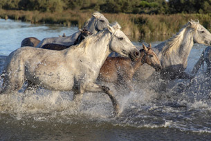 Día Mundial del Caballo Día Mundial del Caballo