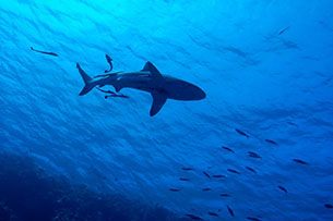 Día Internacional del Tiburón