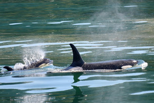 Día Mundial de la Orca Día Mundial de la Orca