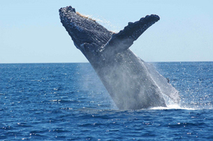 Día Mundial de las Ballenas y los Delfines Día Mundial de las Ballenas y los Delfines